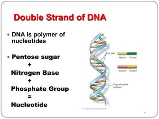 Double Strand of DNA
 DNA is polymer of
nucleotides
 Pentose sugar
+
Nitrogen Base
+
Phosphate Group
=
Nucleotide
4 4
 