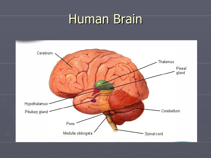 biology final review Ap biology fall final review multiple choice read each question carefully and select the best response 1 which of these is not one of the procedures. biology final review Ap biology fall final review multiple choice read each question carefully and select the best response 1 which of these is not one of the procedures.