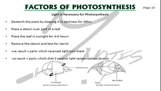 CIE IGCSE Biology flashcards