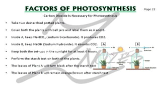 CIE IGCSE Biology flashcards