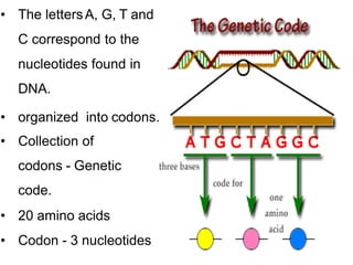 Codons Collections Biology for Engineering Applications Mod 3 (2).pptx