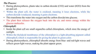 The Process:
• During photosynthesis, plants take in carbon dioxide (CO2) and water (H2O) from the
air and soil.
• Within the plant cell, the water is oxidized, meaning it loses electrons, while the
carbon dioxide isreduced, meaning it gains electrons.
• This transforms the water into oxygen and the carbon dioxideinto glucose.
• The plant then releases the oxygen back into the air, and stores energy within the
glucose molecules.
Chlorophyll:
• Inside the plant cell are small organelles called chloroplasts, which store the energy of
sunlight.
• Within the thylakoid membranes of the chloroplast is a light-absorbing pigment called
chlorophyll,which is responsible for giving the plant its green color.
• During photosynthesis, chlorophyll absorbs energy from blue- and red-light waves and
reflects green-light waves, making the plant appear green.
 