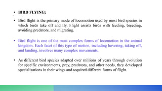 • BIRD FLYING:
•
• Bird flight is the primary mode of locomotion used by most bird species in
which birds take off and fly. Flight assists birds with feeding, breeding,
avoiding predators, and migrating.
• Bird flight is one of the most complex forms of locomotion in the animal
kingdom. Each facet of this type of motion, including hovering, taking off,
and landing, involves many complex movements.
• As different bird species adapted over millions of years through evolution
for specific environments, prey, predators, and other needs, they developed
specializations in their wings andacquired different forms of flight.
 