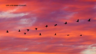 GPS AND BIRD FLIGHT:
 