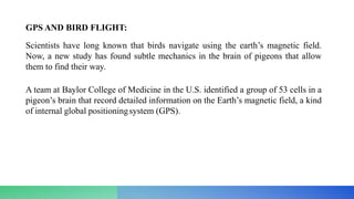 GPS AND BIRD FLIGHT:
Scientists have long known that birds navigate using the earth’s magnetic field.
Now, a new study has found subtle mechanics in the brain of pigeons that allow
them to find their way.
A team at Baylor College of Medicine in the U.S. identified a group of 53 cells in a
pigeon’s brain that record detailed information on the Earth’s magnetic field, a kind
of internal global positioningsystem (GPS).
 