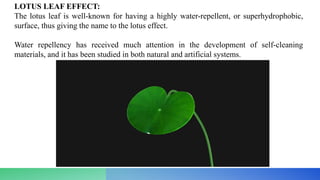 LOTUS LEAF EFFECT:
The lotus leaf is well-known for having a highly water-repellent, or superhydrophobic,
surface, thus giving the name to the lotus effect.
Water repellency has received much attention in the development of self-cleaning
materials, and it has been studied in both natural and artificial systems.
 