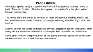 PLANT BURRS:
• A bur (also spelled burr) is a seed or dry fruit or infructescence that has hooks or
teeth. The main function of the bur is to spread the seeds of the bur plant, often
through epizoochory.
• The hooks of the bur are used to catch on to for example fur or fabric, so that the
bur, which contains seeds, then can be transported along with the thing it attached
itself to.
• Another use for the spines and hooks is physical protection against herbivores. Their
ability to stick to animals and fabrics has shaped their reputation as bothersome.
• Some other forms of diaspores, such as the stems of certain species of cactus also
are covered with thorns and may function as burs.
 