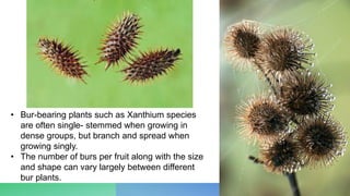 • Bur-bearing plants such as Xanthium species
are often single- stemmed when growing in
dense groups, but branch and spread when
growing singly.
• The number of burs per fruit along with the size
and shape can vary largely between different
bur plants.
 
