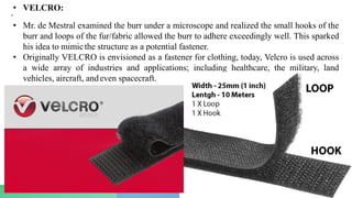 • VELCRO:
•
• Mr. de Mestral examined the burr under a microscope and realized the small hooks of the
burr and loops of the fur/fabric allowed the burr to adhere exceedingly well. This sparked
his idea to mimicthe structure as a potential fastener.
• Originally VELCRO is envisioned as a fastener for clothing, today, Velcro is used across
a wide array of industries and applications; including healthcare, the military, land
vehicles, aircraft, andeven spacecraft.
 