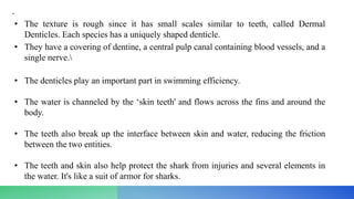 •
• The texture is rough since it has small scales similar to teeth, called Dermal
Denticles. Each species has a uniquely shaped denticle.
• They have a covering of dentine, a central pulp canal containing blood vessels, and a
single nerve.
• The denticles play an important part in swimming efficiency.
• The water is channeled by the ‘skin teeth' and flows across the fins and around the
body.
• The teeth also break up the interface between skin and water, reducing the friction
between the two entities.
• The teeth and skin also help protect the shark from injuries and several elements in
the water. It's like a suit of armor for sharks.
 
