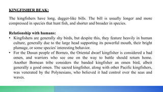 KINGFISHER BEAK:
The kingfishers have long, dagger-like bills. The bill is usually longer and more
compressed in species that hunt fish, and shorter and broader in species.
Relationship with humans:
• Kingfishers are generally shy birds, but despite this, they feature heavily in human
culture, generally due to the large head supporting its powerful mouth, their bright
plumage, or some species' interesting behavior.
• For the Dusun people of Borneo, the Oriental dwarf kingfisher is considered a bad
omen, and warriors who see one on the way to battle should return home.
Another Bornean tribe considers the banded kingfisher an omen bird, albeit
generally a good omen. The sacred kingfisher, along with other Pacific kingfishers,
was venerated by the Polynesians, who believed it had control over the seas and
waves.
 