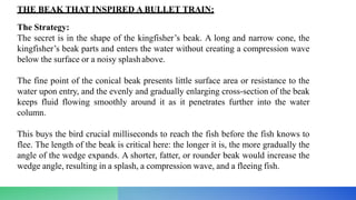 THE BEAK THAT INSPIRED A BULLET TRAIN:
The Strategy:
The secret is in the shape of the kingfisher’s beak. A long and narrow cone, the
kingfisher’s beak parts and enters the water without creating a compression wave
below the surface or a noisy splashabove.
The fine point of the conical beak presents little surface area or resistance to the
water upon entry, and the evenly and gradually enlarging cross-section of the beak
keeps fluid flowing smoothly around it as it penetrates further into the water
column.
This buys the bird crucial milliseconds to reach the fish before the fish knows to
flee. The length of the beak is critical here: the longer it is, the more gradually the
angle of the wedge expands. A shorter, fatter, or rounder beak would increase the
wedge angle, resulting in a splash, a compression wave, and a fleeing fish.
 