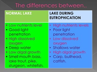 NORMAL LAKE LAKE DURING
EUTROPHICATION
 Low nutrients level
 Good light
penetration
 High dissolved
oxygen
 Deep water
 Low algal growth
 Smell mouth bass,
lake trout, pike,
sturgeon, whitefish.
• High nutrients levels
• Poor light
penetration
• Low dissolved
oxygen
• Shallows water
• High algal growth
• Carp, bullhead,
catfish.
 