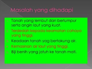 1. Tanah yang lembut dan berlumpur
serta angin laut yang kuat.
2. Terdedah kepada keamatan cahaya
yang tinggi.
3. Keadaan tanah yag bertakung air.
4. Kemasinan air laut yang tinggi.
5. Biji benih yang jatuh ke tanah mati.
 