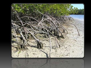 Biology form 4  eutrophication(Malaysia)