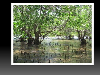 Biology form 4  eutrophication(Malaysia)