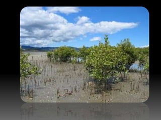 Biology form 4  eutrophication(Malaysia)