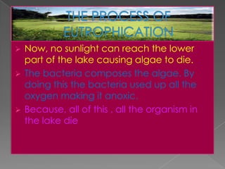  Now, no sunlight can reach the lower
part of the lake causing algae to die.
 The bacteria composes the algae. By
doing this the bacteria used up all the
oxygen making it anoxic.
 Because, all of this , all the organism in
the lake die
 