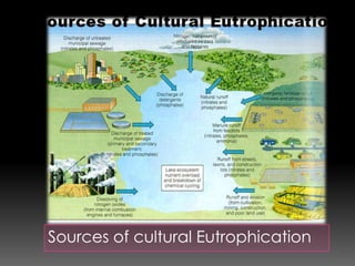 Sources of cultural Eutrophication
 
