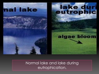 Normal lake and lake during
eutrophication.
 