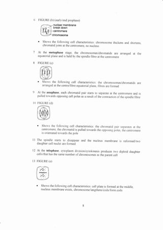6 FIGURE (b) (early/end prophase) 
l0 
nuclear membrane 
break down 
centromeie 
chromosome 
r Shows the following cell characteristics: chromosome thickens and shortens-chromatid 
ioins at the centromere, no nucleus 
At the metaphase stage, the chromosomes/chromatids are arranged at the 
equatorial plane and is held by the spindle fibre at the centromere 
FIGURE (c) 
r Shows the follou'ing cell characteristics: the chromosomes/chromatids are 
arranged at the centre/fibre equatorial plane, fibres are formed 
At the anaphase, each chromatid pair starts to separate at the centromere and is 
pulled tou'ards opposing cell poles as a result of the contraction of the spindle fibre 
FIGURE (d) 
o Shows the following cell characteristics: the chromatid pair separates at the 
centromere, the chromatid is pulled towards the opposing poles, the centromere 
is orientated towards the pole 
The spindle starts to disappear and the nucleus membrane is reformed/trvo 
daughter cell nuclei are formed 
At the telophase, c1'toplasm division/cl.tokinesis produces two diploid daughter 
cells/that has the same number of chromosomes as the parent cell 
FIGURE (e) 
I Shows the following cell characteristics: cell plate is formed at the middle, 
nucleus membrane exists, chromosome lengthens/coils/form coils 
ll 
I2 
13 
 