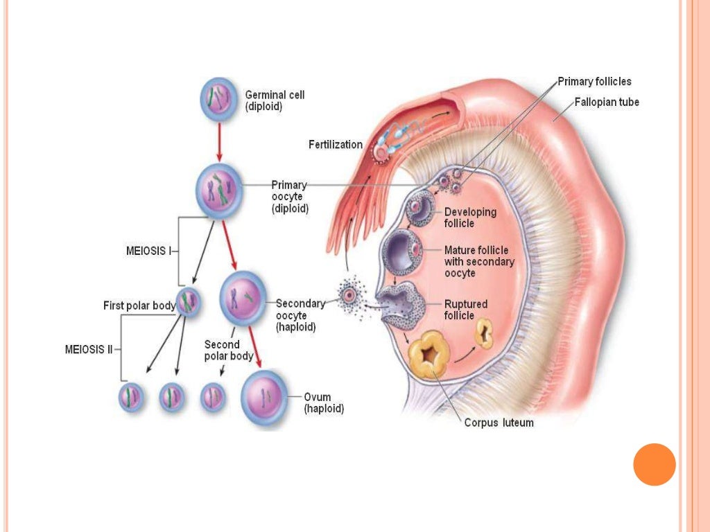 oogenesis assignment pdf