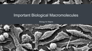 Important Biological Macromolecules
Biology for Majors
 