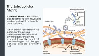 Matrix In Bio BiologyforMajorsI_04_Cellular+Structure.pptx