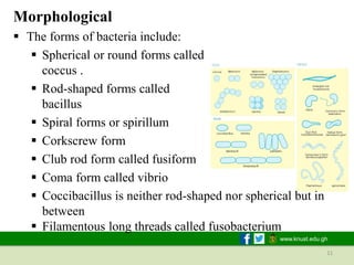 Fuiform Rods Biology for mathematics microbiology and epidemiology biol 181_22022021 ...