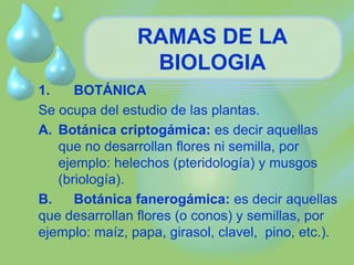 RAMAS DE LA 
BIOLOGIA 
1. BOTÁNICA 
Se ocupa del estudio de las plantas. 
A. Botánica criptogámica: es decir aquellas 
que no desarrollan flores ni semilla, por 
ejemplo: helechos (pteridología) y musgos 
(briología). 
B. Botánica fanerogámica: es decir aquellas 
que desarrollan flores (o conos) y semillas, por 
ejemplo: maíz, papa, girasol, clavel, pino, etc.). 
 