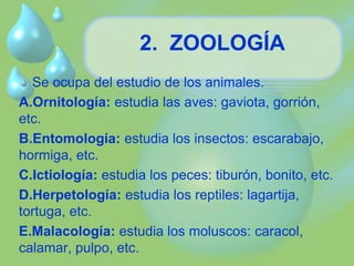 2. ZOOLOGÍA 
Se ocupa del estudio de los animales. 
A.Ornitología: estudia las aves: gaviota, gorrión, 
etc. 
B.Entomología: estudia los insectos: escarabajo, 
hormiga, etc. 
C.Ictiología: estudia los peces: tiburón, bonito, etc. 
D.Herpetología: estudia los reptiles: lagartija, 
tortuga, etc. 
E.Malacología: estudia los moluscos: caracol, 
calamar, pulpo, etc. 
 
