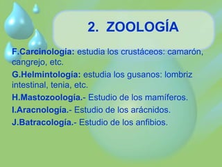 2. ZOOLOGÍA 
F.Carcinología: estudia los crustáceos: camarón, 
cangrejo, etc. 
G.Helmintología: estudia los gusanos: lombriz 
intestinal, tenia, etc. 
H.Mastozoología.- Estudio de los mamíferos. 
I.Aracnología.- Estudio de los arácnidos. 
J.Batracología.- Estudio de los anfibios. 
 