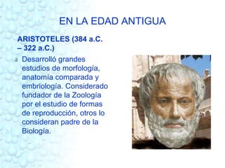EN LA EDAD ANTIGUA 
ARISTOTELES (384 a.C. 
– 322 a.C.) 
Desarrolló grandes 
estudios de morfología, 
anatomía comparada y 
embriología. Considerado 
fundador de la Zoología 
por el estudio de formas 
de reproducción, otros lo 
consideran padre de la 
Biología. 
 