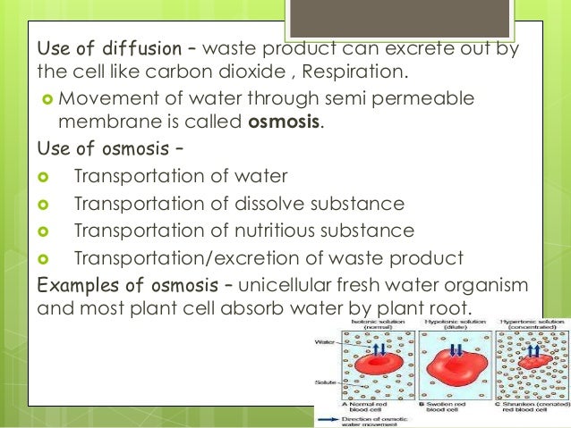 Holiday homework roots picture