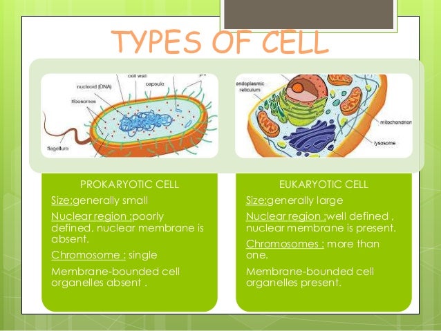 High school biology homework help
