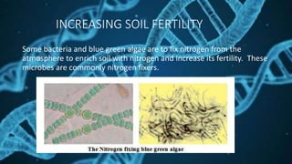 INCREASING SOIL FERTILITY
Some bacteria and blue green algae are to fix nitrogen from the
atmosphere to enrich soil with nitrogen and increase its fertility. These
microbes are commonly nitrogen fixers.
 