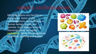 HARMFUL MICROORGANISMS
Microorganisms are harmful in
many ways. Some of the
microorganisms cause disease in
human beings, plants and
animals. Such disease-causing
microorganisms are called
pathogens. Some microorganisms
spoil food, clothing and leather.
 
