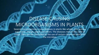 DISEASE-CAUSING
MICROORGANISMS IN PLANTS
Several microorganisms cause diseases in plants like wheat, rice, potato,
sugarcane, orange, apple and others. The diseases reduce the yield of
crops. They can be controlled by the use of certain chemicals which kill
the microbes.
 