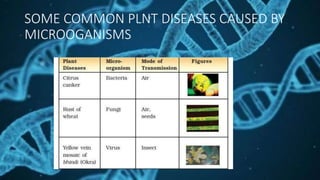 SOME COMMON PLNT DISEASES CAUSED BY
MICROOGANISMS
 