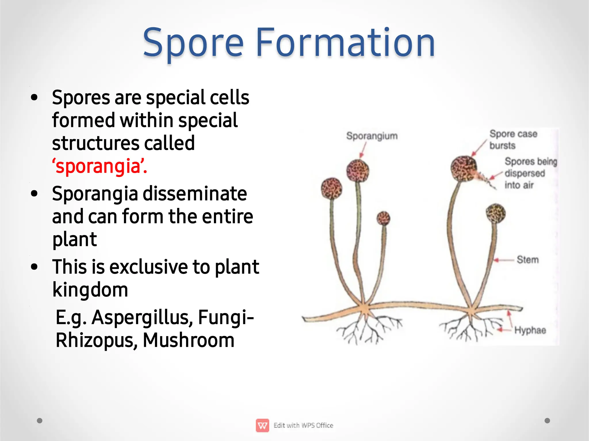 Spore Formaton Spore Formation Diagram Ncert
