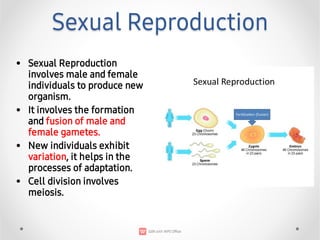 Reproductive Cell Process Biology_ How do organisms reproduce NCERT | PDF