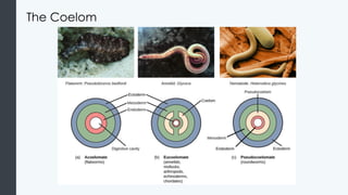 Comprehensive Overview of Animal Diversity and Evolutionary Biology | PPTX