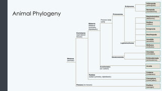 Comprehensive Overview of Animal Diversity and Evolutionary Biology | PPTX