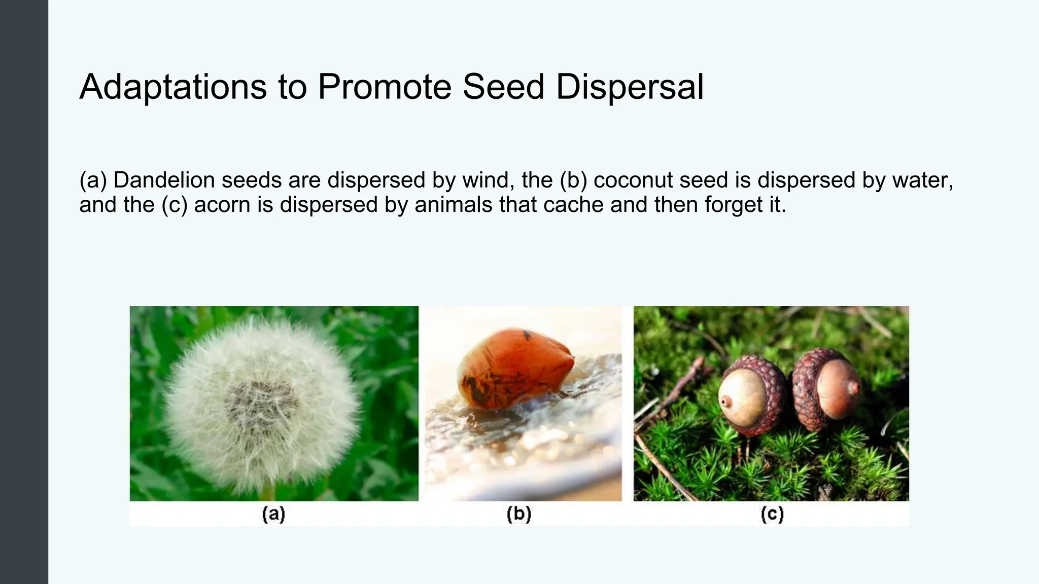 Biology_Plant_reproduction and developement | PPTX