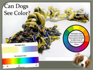 Are dogs color blind?