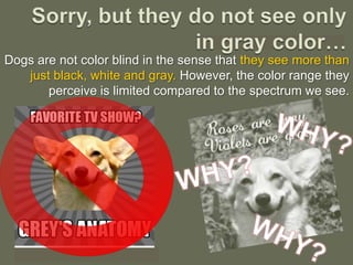  Color blind doesn’t always
 mean not seeing any colors
 but instead seeing only
 limited ones, unlike what we
 humans ob...