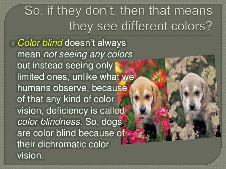 dogs colorblind are dogs really color blind 28 images are dogs colorblind gallery ebaum s world dogs colorblind are dogs really color blind 28 images are dogs colorblind gallery ebaum s world