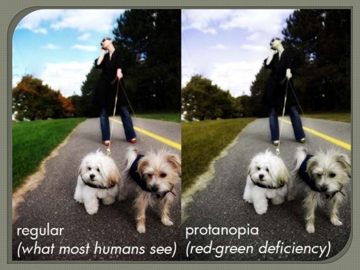 dogs colorblind are dogs color blind dogs colorblind are dogs color blind
