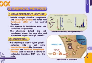 2) CHEMICAL METHODS
i) USING DETERGENT MIXTURE
Certain charged chemical compounds
like calcium phosphates are mixed with
functional cDNA of the desired
function.
The mixture is introduced near the
vicinity of recipient cells.
The chemicals disturb the cell
membrane, widen the pore size, and
allow cDNA to pass through the cells.
Gene transfer using detergent mixture
ii) LIPOFECTION
It is a technique used to inject genetic
materials into a cell using
transfection agents like liposomes.
Liposomes are artificial phospholipid
vesicles used to deliver a variety of
molecules including DNA into the
cells.
21
Mechanism of lipofection
 