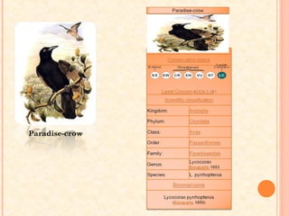 Paradise-crow
 